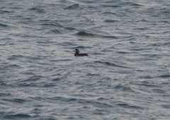 Histrionicus histrionicus