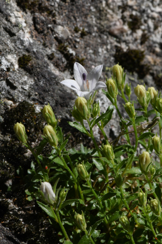 Campanula shetleri, photograph 3