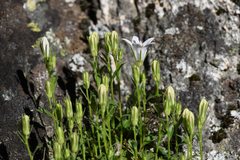 Campanula shetleri