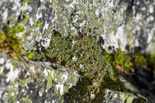 Campanula shetleri, photograph 5