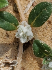 Gossypianthus lanuginosus