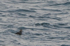 Histrionicus histrionicus