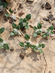 Gossypianthus lanuginosus