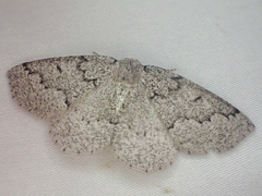 Sabulodes packardata