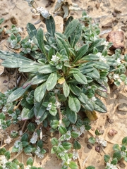 Gossypianthus lanuginosus