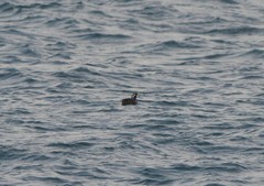 Histrionicus histrionicus