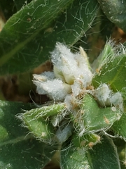 Gossypianthus lanuginosus