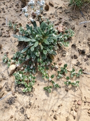 Gossypianthus lanuginosus