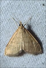 Metasia dicealis