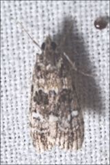 Eudonia protorthra