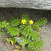 Pacific Silverweed - Photo (c) ruram11, some rights reserved (CC BY-NC)