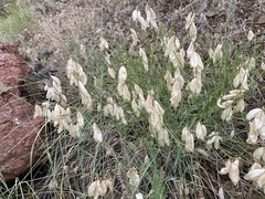 Astragalus cusickii