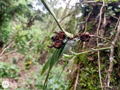 Epidendrum eustirum