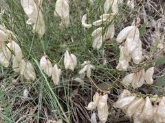 Astragalus cusickii
