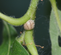 Kermesidae