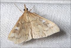 Udea hyalistis