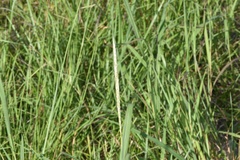 Bothriochloa longipaniculata