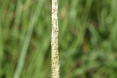 Bothriochloa longipaniculata