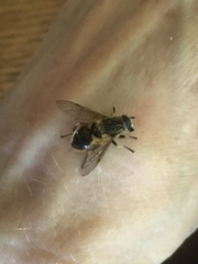 Helophilus lapponicus