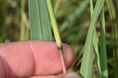 Bothriochloa longipaniculata