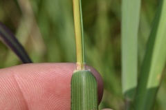 Bothriochloa longipaniculata