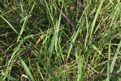 Bothriochloa longipaniculata