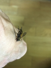 Helophilus lapponicus