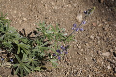 Lupinus argenteus palmeri