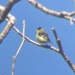 photo of Lesser Goldfinch (Spinus psaltria)