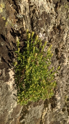 Campanula shetleri, photograph 6