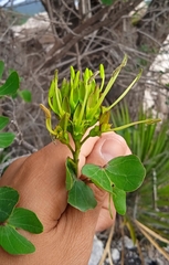 Bauhinia deserti