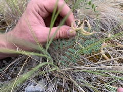Astragalus asotinensis