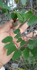 Bauhinia deserti