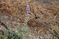 Lupinus argenteus palmeri