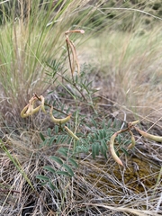 Astragalus asotinensis