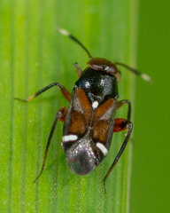 Lidopus heidemanni
