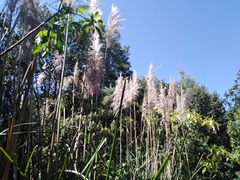 Cortaderia nitida
