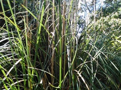 Cortaderia nitida