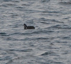 Histrionicus histrionicus