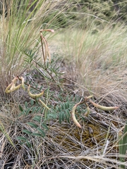 Astragalus asotinensis