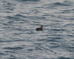 Histrionicus histrionicus