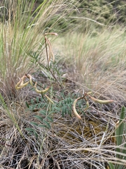 Astragalus asotinensis