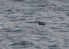 Histrionicus histrionicus