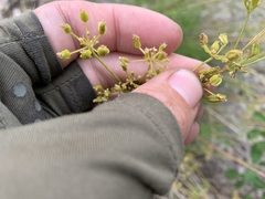 Cymopterus terebinthinus