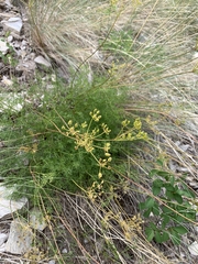 Cymopterus terebinthinus