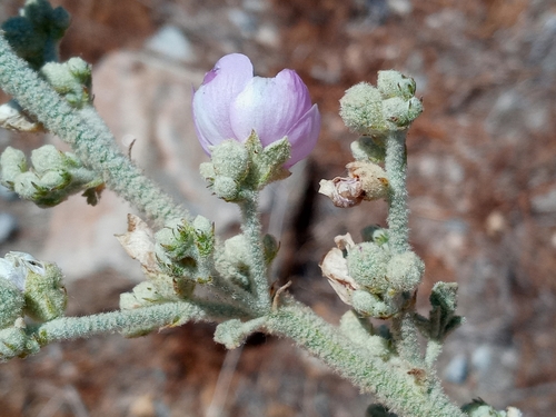 Image of Malacothamnus davidsonii by (c) Daniel S., some rights reserved (CC BY)