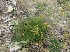 Cymopterus terebinthinus