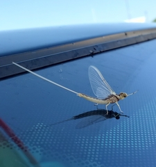 Pentagenia vittigera