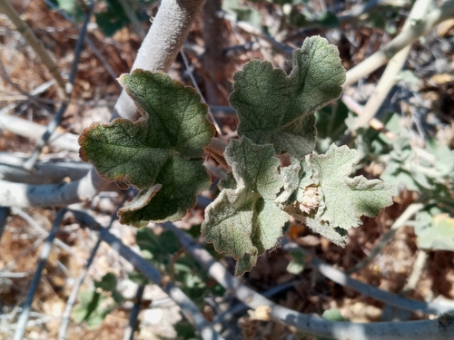 Image of Malacothamnus davidsonii by (c) Daniel S., some rights reserved (CC BY)