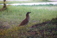 Gorsachius melanolophus